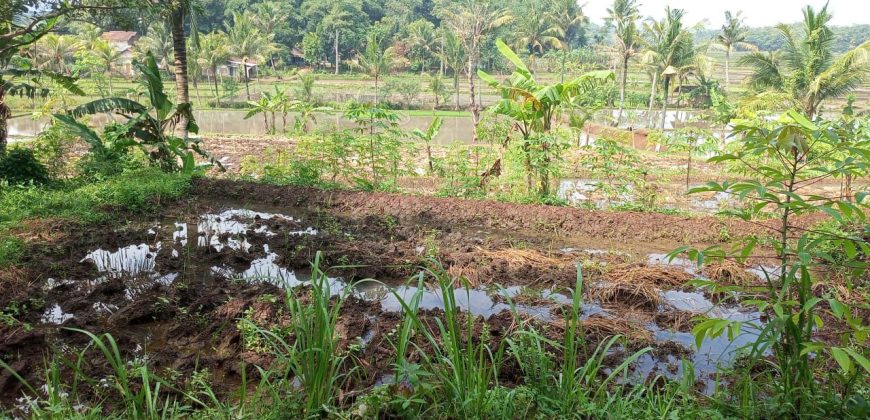 Tanah Sawah Sukamulya Cianjur