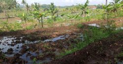 Tanah Sawah Sukamulya Cianjur