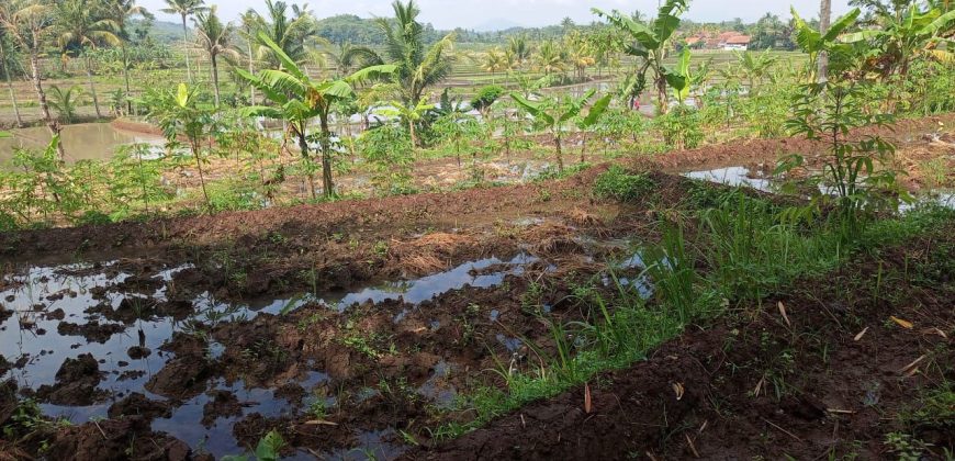 Tanah Sawah Sukamulya Cianjur