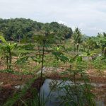 Tanah Sawah Sukamulya Cianjur