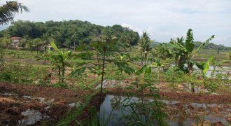 Tanah Sawah Sukamulya Cianjur