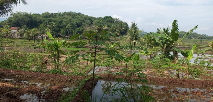 Tanah Sawah Sukamulya Cianjur